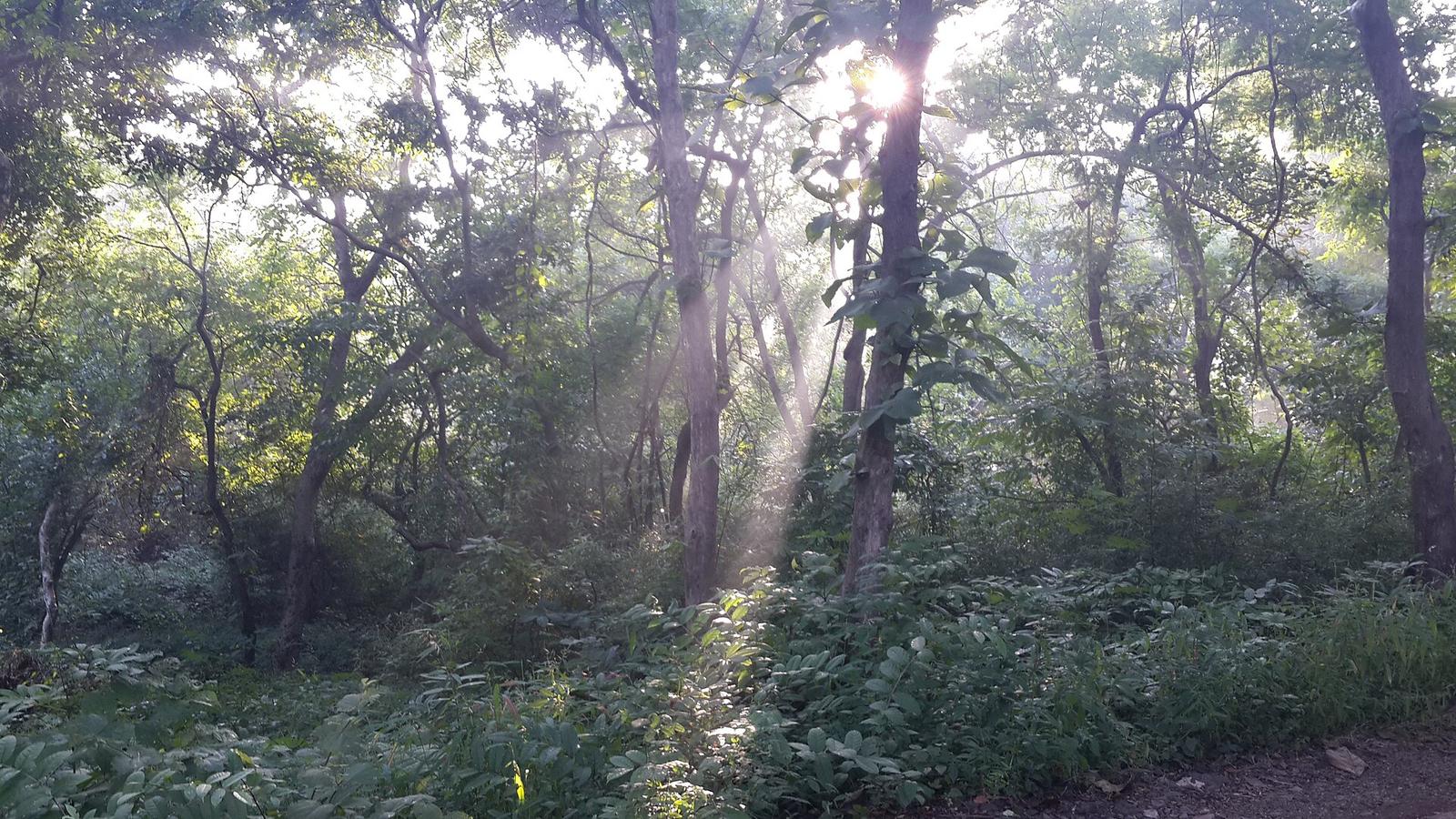 The dense Borivali National Park Jungle View 2