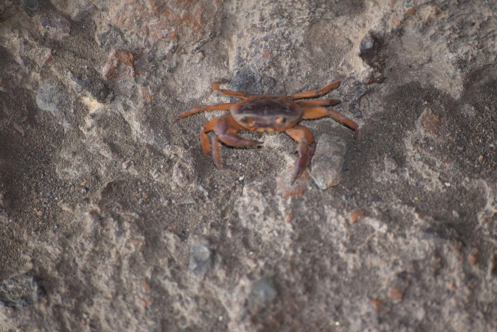 Crab snap Anish Joshi SGNP Borivali